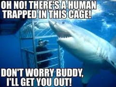 shark to the rescue