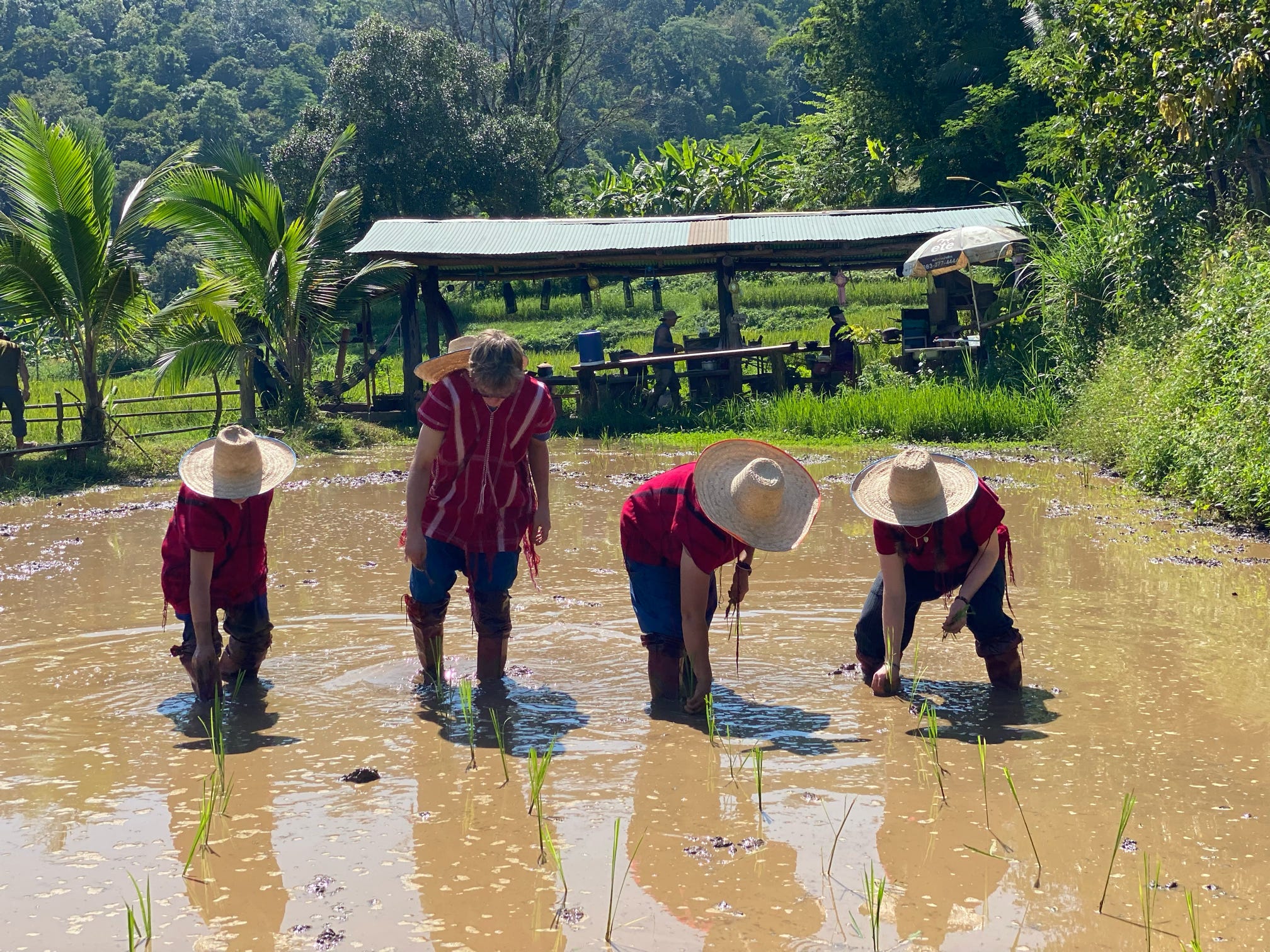 Cultural immersion rice planting