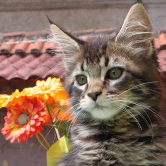 Maine Coon - immagine