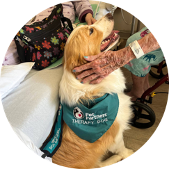 Therapy dog being pet in hospital by patient