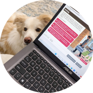 Dog looking up at laptop