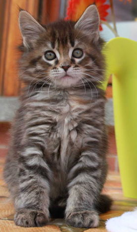 Cucciolo Maine Coon